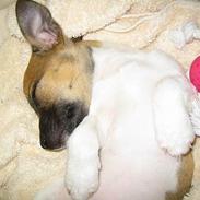 Jack russell terrier Futte