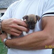 Jack russell terrier Futte