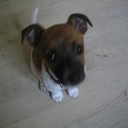 Jack russell terrier Futte