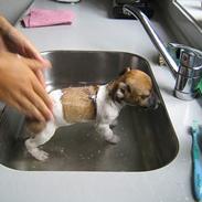 Jack russell terrier Futte
