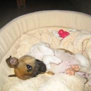 Jack russell terrier Futte