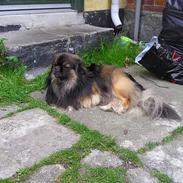 Tibetansk spaniel Sommerlyst's Jiba Cespa