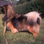 Tibetansk spaniel Sommerlyst's Jiba Cespa