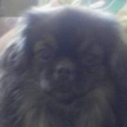 Tibetansk spaniel Sommerlyst's Jiba Cespa