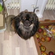 Tibetansk spaniel Sommerlyst's Jiba Cespa