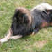 Tibetansk spaniel Sommerlyst's Jiba Cespa