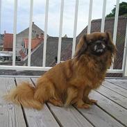 Tibetansk spaniel Thangka Shigatse