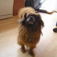 Tibetansk spaniel Thangka Shigatse