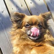 Tibetansk spaniel Thangka Shigatse