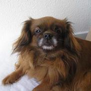 Tibetansk spaniel Thangka Shigatse