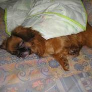 Tibetansk spaniel Thangka Shigatse