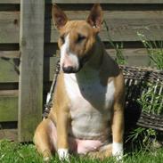 Bullterrier Asta