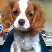 Cavalier king charles spaniel Karla