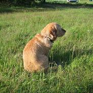 Basset fauve de bretagne Nynne