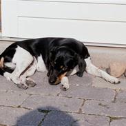 Dansk svensk gaardhund °°°°°Chili°°°°°