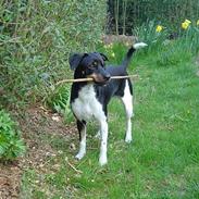 Dansk svensk gaardhund °°°°°Chili°°°°°