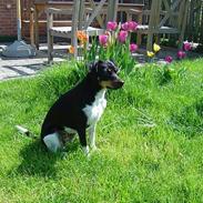 Dansk svensk gaardhund °°°°°Chili°°°°°