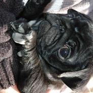 Mops Rollo