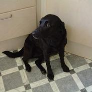 Labrador retriever Sisse