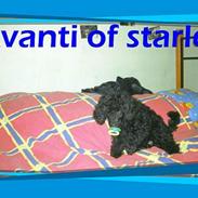 Mellempuddel Avanti Of Starlet