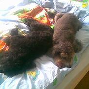 Mellempuddel Avanti Of Starlet