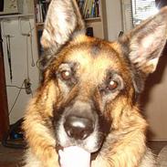 Schæferhund mike R.i.P 2010
