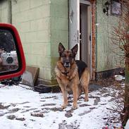 Schæferhund mike R.i.P 2010