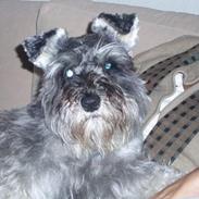 Dvaergschnauzer Fione
