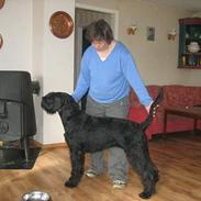 Riesenschnauzer schnauzerhills high hope