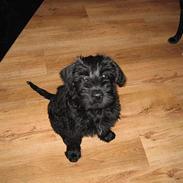 Riesenschnauzer schnauzerhills high hope