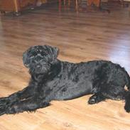 Riesenschnauzer schnauzerhills high hope