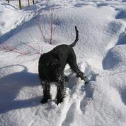 Riesenschnauzer schnauzerhills high hope
