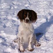 Field Trial spaniel Pongo