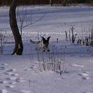 Field Trial spaniel Pongo