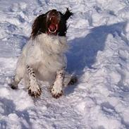 Field Trial spaniel Pongo