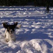 Field Trial spaniel Pongo