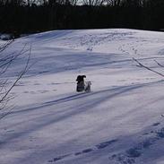 Field Trial spaniel Pongo