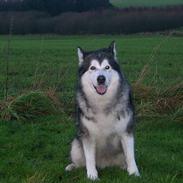 Alaskan malamute Maggie