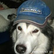 Alaskan malamute Maggie