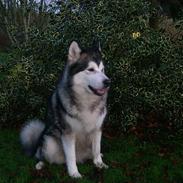 Alaskan malamute Maggie