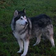 Alaskan malamute Maggie
