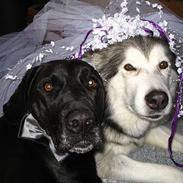 Alaskan malamute Maggie