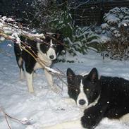 Karelsk bjørnehund Rexo