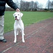 Dogo argentino Sultan  |