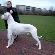 Dogo argentino Sultan  |