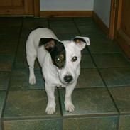 Jack russell terrier Theills Tikki