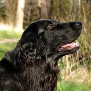 Flat coated retriever Bobo - *Død* 20-05-08