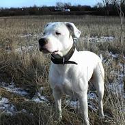 Dogo argentino Diva