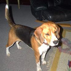 Beagle Saskia