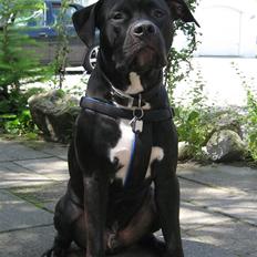 Amerikansk staffordshire terrier ZEUS